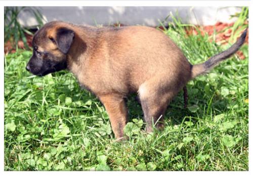 Como entrenar a tu cachorro