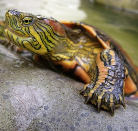 ¿Cómo evitar la avitaminosis de las tortugas de agua?