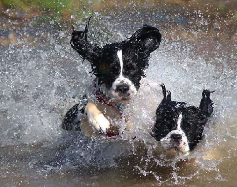 Cómo evitar los golpes de calor en las mascotas