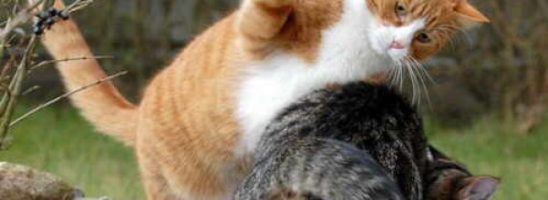 como-evitar-que-dos-gatos-peleen_61u3m