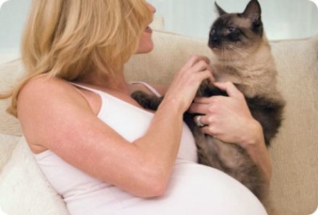 Como hacer que nuestro gato sea parte del embarazo