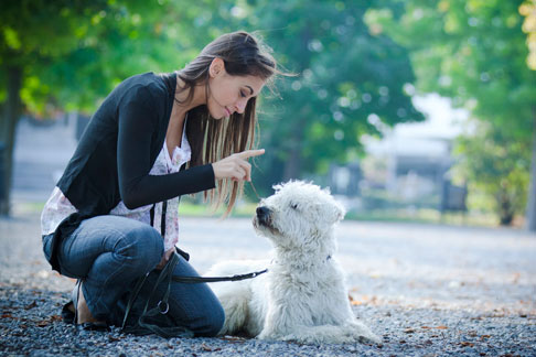 ¿Cómo le enseño a mi perro a tumbarse?