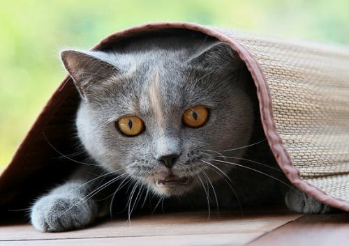 ¿Cómo lograr que el gato no le tenga miedo a su jaula de transporte?
