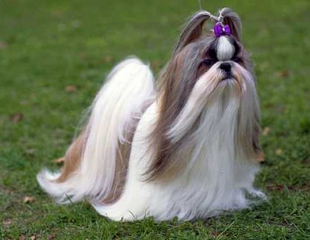 Como peinar un perro Shih Tzu