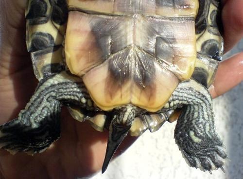 ¿Cómo saber si tu tortuga es macho o hembra?