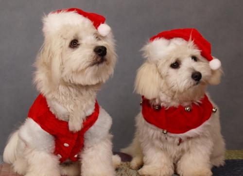 Compra en Navidad un nuevo collar para tu perro