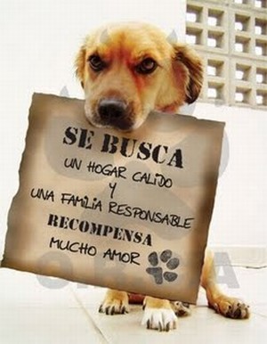 Comprar o adoptar una mascota