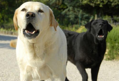 Conoce a los perros que ladran más y menos