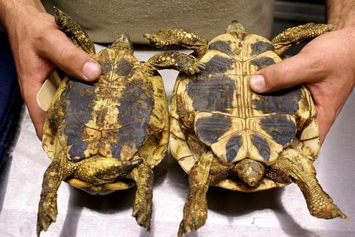 Conociendo el sexo de la tortuga