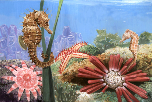 Conociendo más sobre los Caballitos de Mar