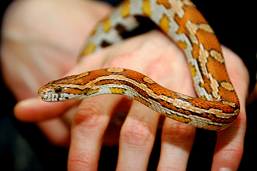 Consejos básicos para cuidar una serpiente