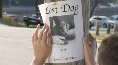 Consejos para buscar a un perro perdido