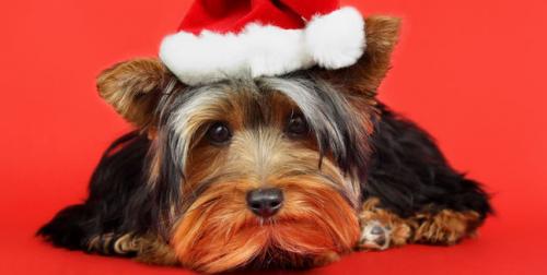 Consejos para celebrar Navidad y Año Nuevo con la mascota