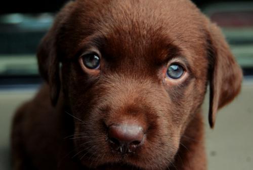 Consejos para comprar cachorros labrador