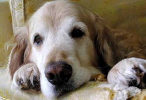 Consejos para cuando el perro entra en la etapa de la vejez