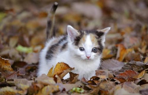 Consejos para cuando la gata tiene gatitos