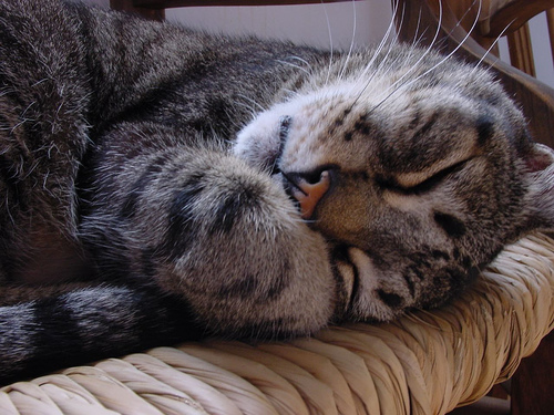 Consejos para cuidar a los gatos mayores