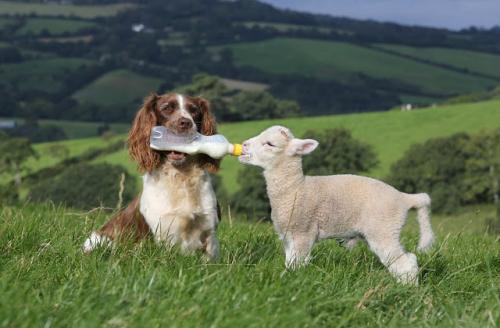 Consejos para cuidar a los perros en el campo