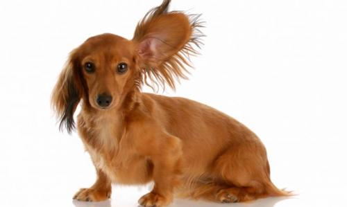 Consejos para cuidar de infecciones las orejas del perro