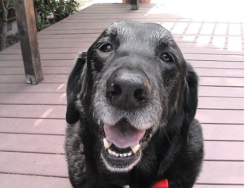 Consejos para cuidar perros ancianos