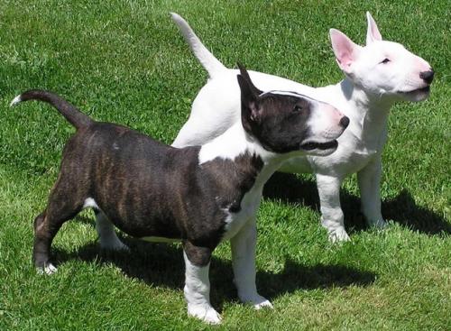Consejos para cuidar perros de raza Bull Terrier