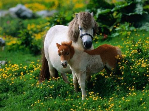 Consejos para cuidar un poni