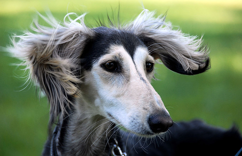 Consejos para el corte de pelo de tu perro