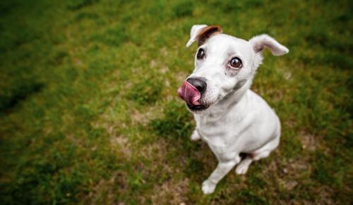 Consejos para el cuidado de los perros sordos