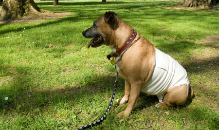 Consejos para el tratamiento de la displasia de cadera en perros