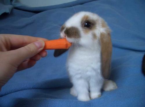 Consejos para elegir conejos sanos