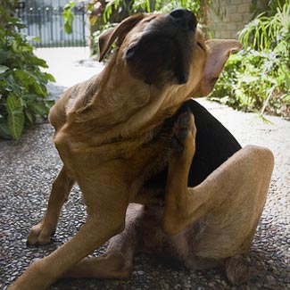 Consejos para erradicar los parásitos de la mascota