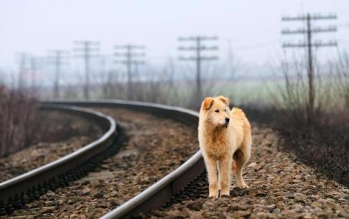 Consejos para evitar el robo o pérdida de tu perro