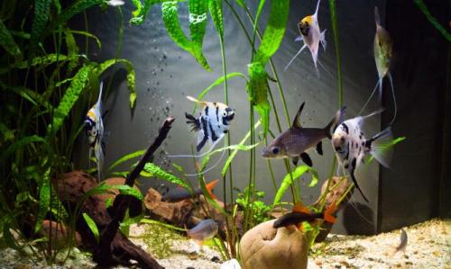 Consejos para la higiene del acuario