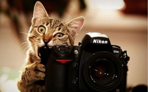 Consejos para lograr fotografías excelentes de tu mascota