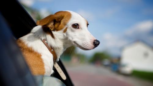 Consejos para los perros que viajan en coche