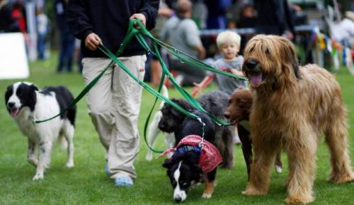 Consejos para pasear varios perros a la vez