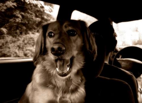 Consejos para que el cachorro ame viajar en coche