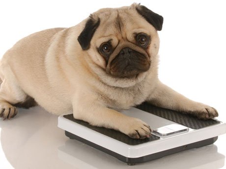 Consejos para que el perro obeso adelgace