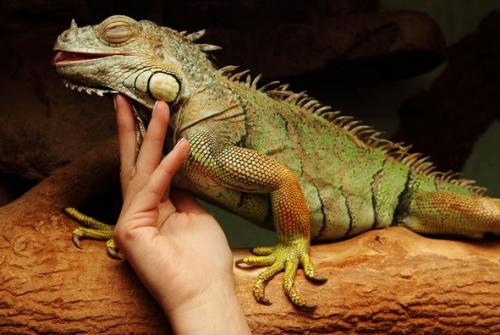 Consejos para que la iguana no sufra estrés