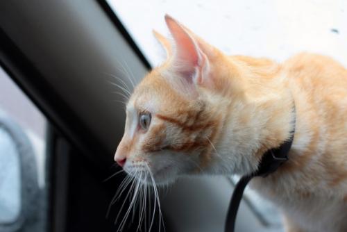 Consejos para que los gatos viajen felices en coche