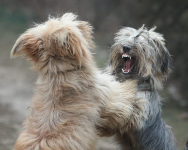 Consejos para solucionar una pelea violenta de perros