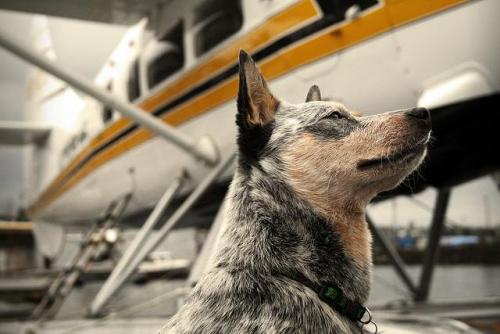 Consejos para viajar en avión con la mascota