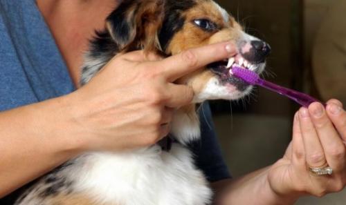 Consejos sobre el cepillado de los dientes del perro