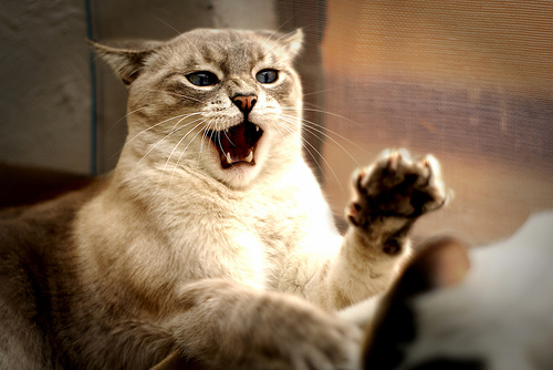 Consejos sobre la agresividad en los gatos