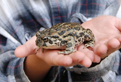 Consejos sobre la alimentación de los sapos y ranas