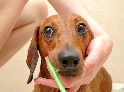 Consejos sobre la higiene dental del perro