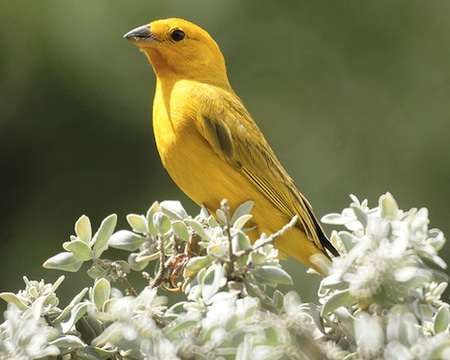 Consejos sobre la jaula de los canarios y otras aves