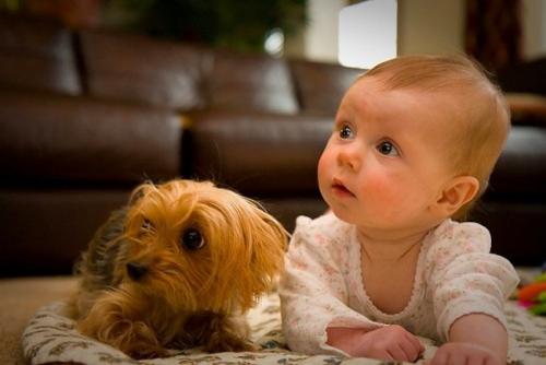 Consejos sobre la mascota y el bebé