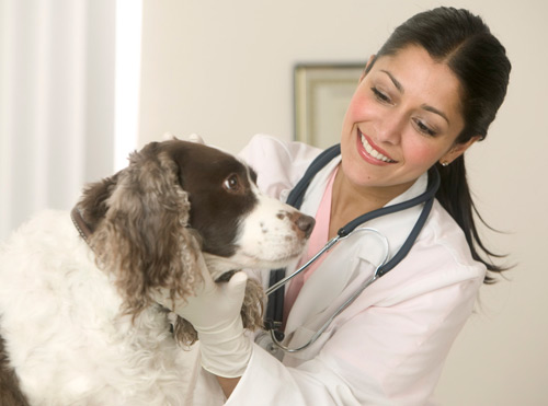 Consejos sobre las visitas del perro al veterinario