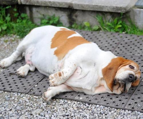 Consejos sobre los perros con sobrepeso